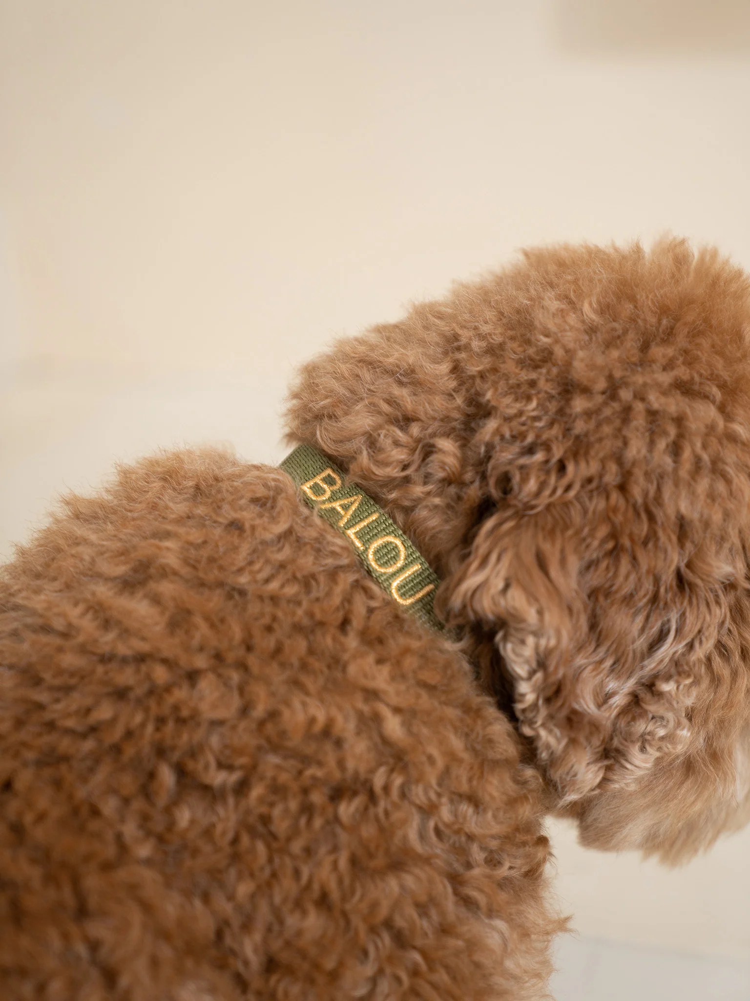 Hondenhalsband Groen - Image 2